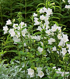 Campanula - persisifolia Takion White
